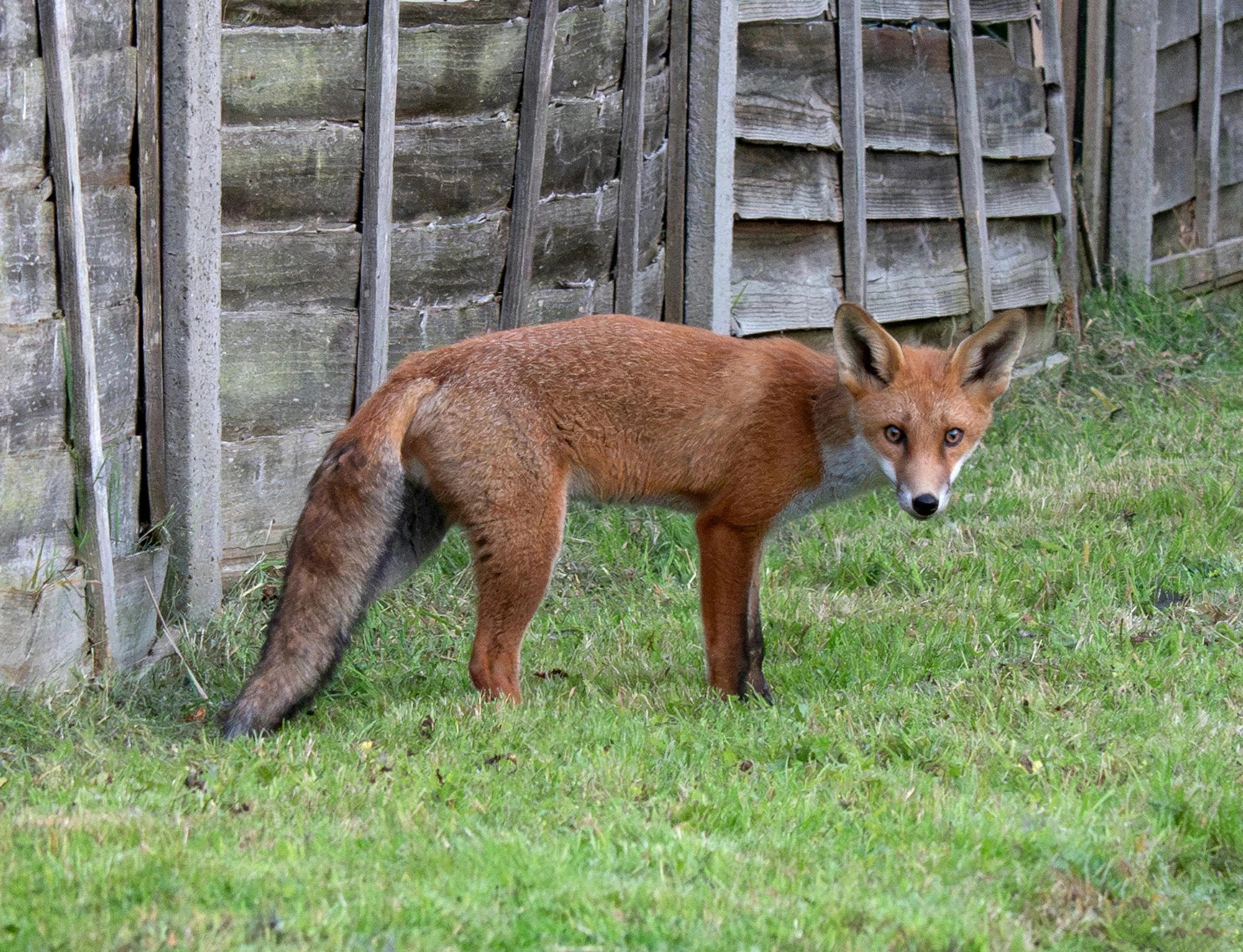 How to Keep Foxes Out of UK Gardens – Roller Barrier