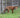 How to Keep Foxes Out of UK Gardens